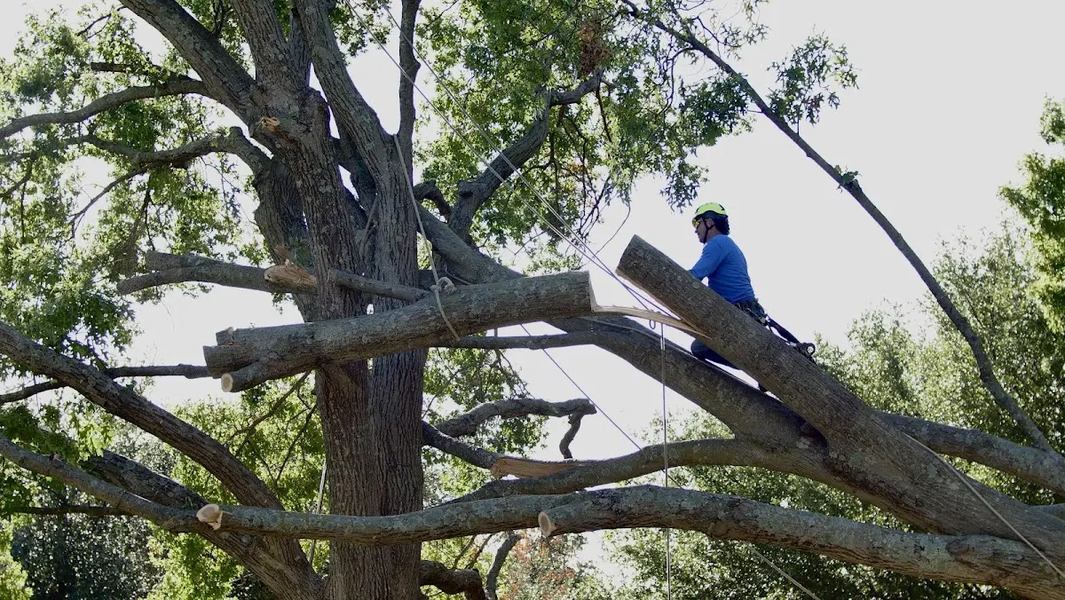 Professional Crown Thinning performed by certified arborists in Burnside